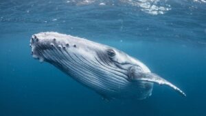 イーサリアムのクジラが過去1年間に見せなかった行動を示している