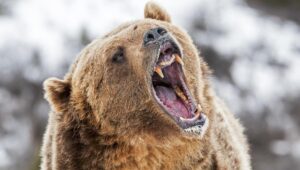ビットコインの78,000ドルへの下落はクマの罠かもしれない — これがその理由です