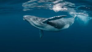 スマートマネーが慎重になる中、ビットコインクジラとリテールデルタがETF時代の安値に下落