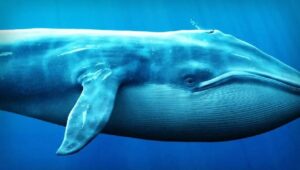ビットコインが6万5000ドルを突破：清算が発生し、大手ショートクジラが信じられないほどの損失を被った