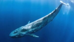 ここ数時間、大きなクジラが活発に活動しています: 彼らが売買しているアルトコインは次のとおりです